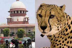 new delhi, Supreme Court ,  death of cheetahs 