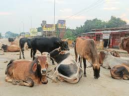 dhamtari, Cattle camp,accident