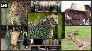 bhopal, Chief Minister , 12 leopards , Kuno Park