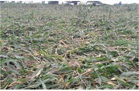 kanker, Maize crop damaged ,storm and rain