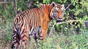 umaria. Middle aged man ,tiger attack