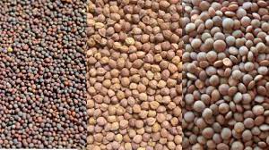 bhopal, Procurement of gram, lentils, mustard 