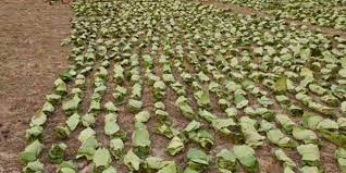 jagdalpur, Unseasonal rain, tendu leaves