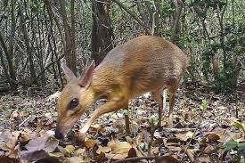 jagdalpur, deer Chowsinga spotted, trap camera