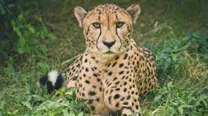 bhopal,  leopard died , Kuno