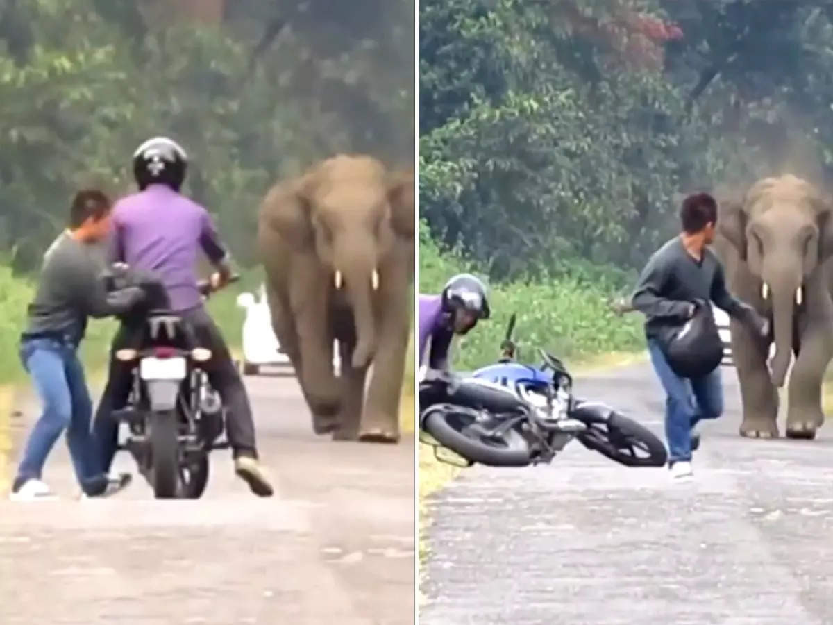 elephant ne kiya hamla bike hathi