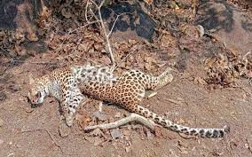 dhamtari, Leopard carcass, swampy forest