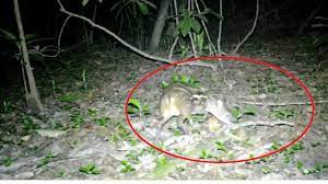 jagdalpur, Rare mouse deer , Kanger Ghati National Park