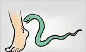 jagdalpur, Pregnant woman, dies of snakebite