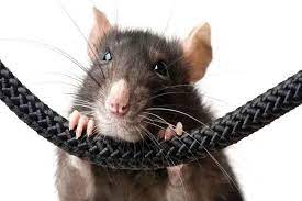 jagdalpur, Rats played siren,indian Overseas Bank