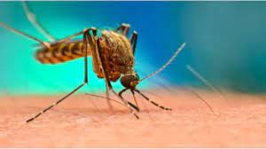 kolkata, Dengue , killed six 