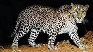 dhamtari, Leopard entering , villagers and cattle
