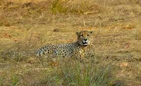 bhopal,  female cheetah 