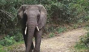 balodabazar, Elephant attack ,killed a villager