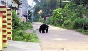  Kanker, Bear seen roaming, residential area