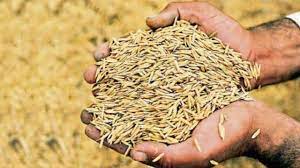 raipur, Paddy procurement ,state from November 
