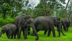 korba, Tusk elephant attacks , one dead