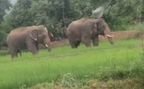 dhamtari, Elephants are continuously , paddy crop