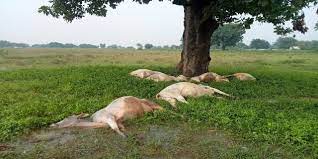 korba, Six cattle died , falling of grass