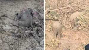 korba, Baby elephant dies ,Katghora forest division