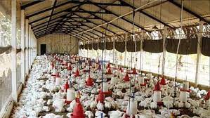 raipur, Implementation announcement, Chhattisgarh Poultry Farming