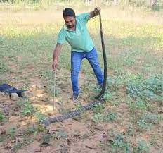 korba,  king cobra , Pasarkhet range 