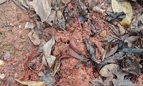 bijapur, Three kg IED planted , Naxalites recovered