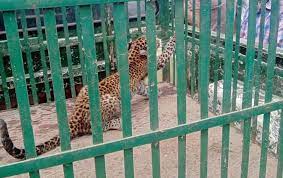 jagdalpur, Forest department , leopard cub 