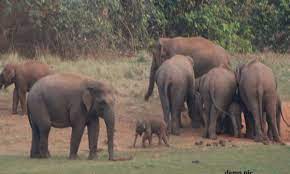 dhamtari, 35 elephants, forest, Naxalites 