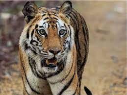 damoh, Tiger-tigress pair ,Minister Prahlad Singh 