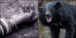 korba, Elderly woman dies , bear attack