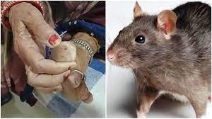 chindwara, Rats gnaw feet , district hospital