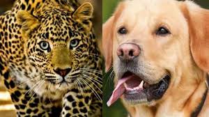 dantewada,Leopard attacked , loyal dog 