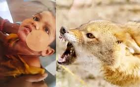 gwalior, Jackal attack, clawed four children 