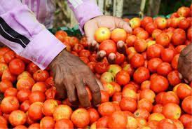 raipur, Tomato in Tashan, price 