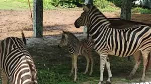 indore, African zebra,Madhya Pradesh