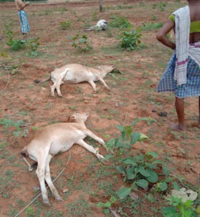 dantewada, Three cattle died , Mustalnar