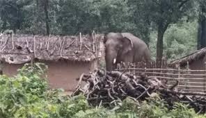 raigarh, Tusk elephant ,created havoc