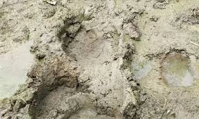 raigarh, Footprints of elephants, Chhapora near NTPC