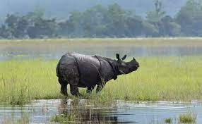 asam, Situation serious , Kaziranga National Park