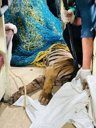 bhopal, Chief Minister, injured tiger cubs