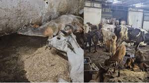 bhopal, Bad condition , cows 