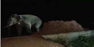 raipur, Tusk elephant ,created havoc