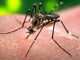 raigarh,   grip of dengue,   positive cases 