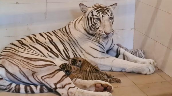 gwalior, Tigress Meera, three cubs