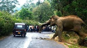 Elephant rampage  four people killed