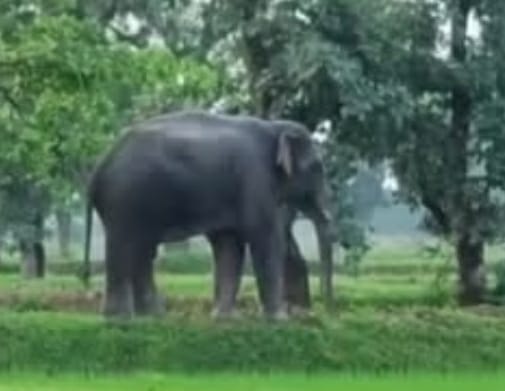 raipur, tusk elephant, terror