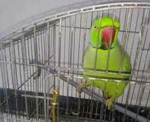 jagdalpur, Keeping parrots , offence