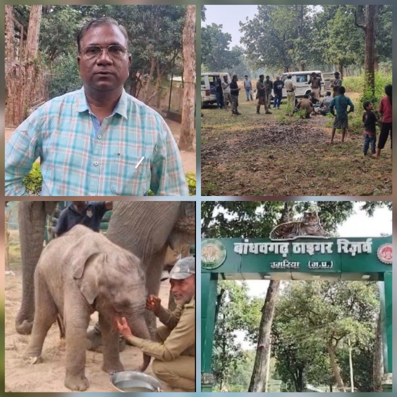 umaria, Sick little elephant cub , Bandhavgarh Tiger Reserve 