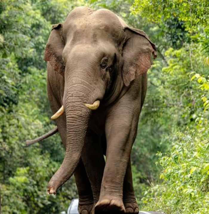 raigarh,  elephant again crushed ,villager to death